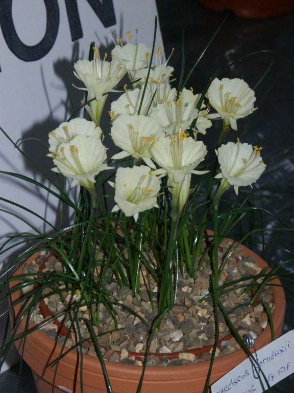 Narcissus romieuxii albidus ex Rif